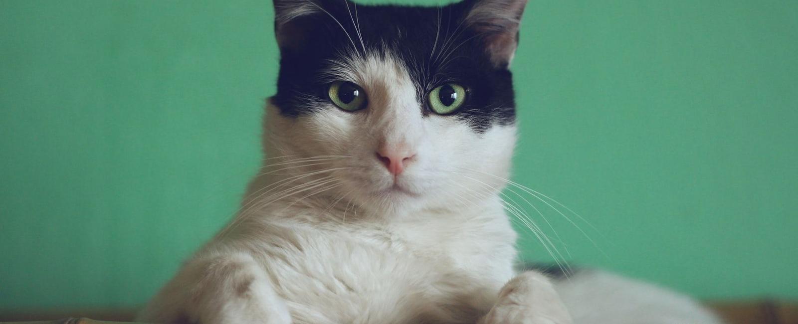 Cat Article Integration of FlexiBlog and Strapi